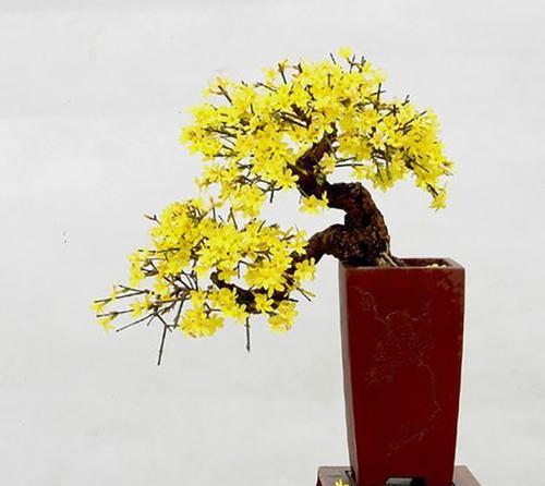 盆栽玉兰花怎么养（详解玉兰花栽培技术）