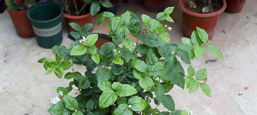 茉莉花冬天叶子干枯怎么办（室内养茉莉花枯叶原因）