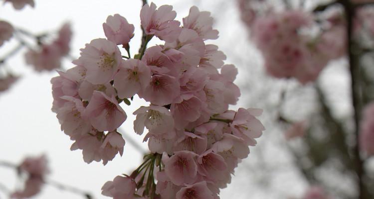 樱花花期一般在几月份（樱花在4月份开花）