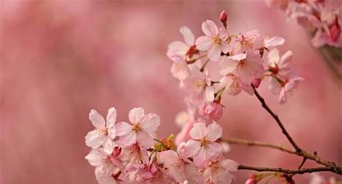 樱花花期一般在几月份（樱花在4月份开花）