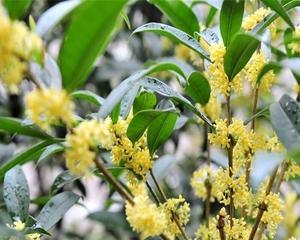 桂花树如何种植（桂花树的种植和管理）