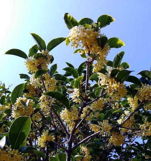 桂花树如何种植（桂花树的种植和管理）