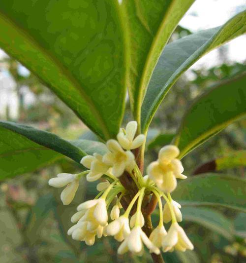 桂花树如何种植（桂花树的种植和管理）