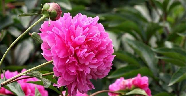 芍药花种子什么时候种（芍药花种植方法和时间）