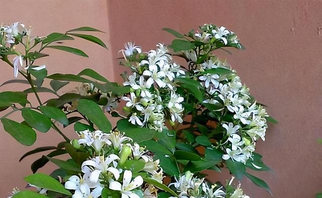 室内种什么花好养又香（室内养的花排名）