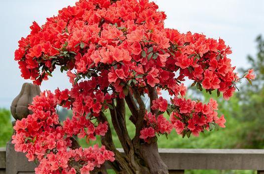 盆栽杜鹃花期如何养（种植杜鹃花的方法与技巧）