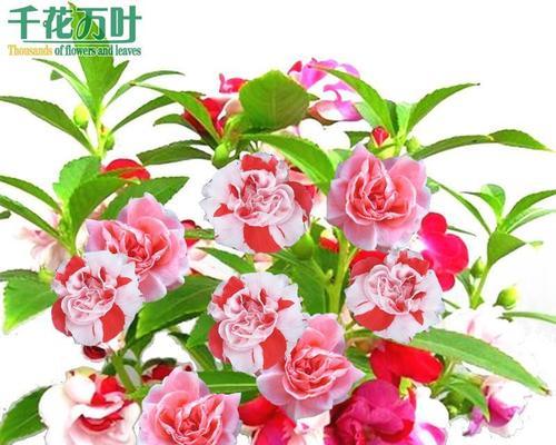 凤仙花怎么种（有关凤仙花的栽培技术）