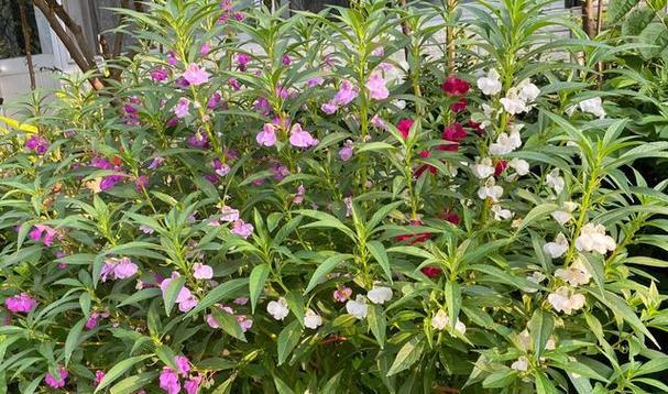 凤仙花怎么种（有关凤仙花的栽培技术）