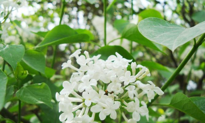 丁香花在几月开放（有关丁香花观赏季节）