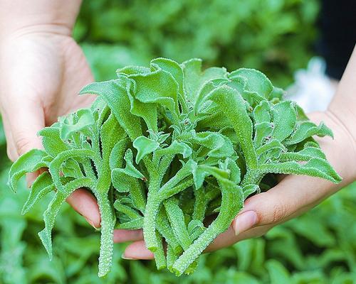 冰草什么时候种植比较好（冰草的种植方法和时间）