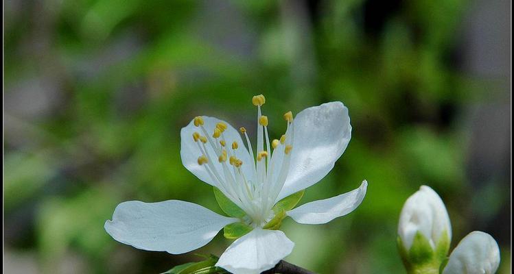 梨花什么时候开几月份开（关于梨花开放时间）