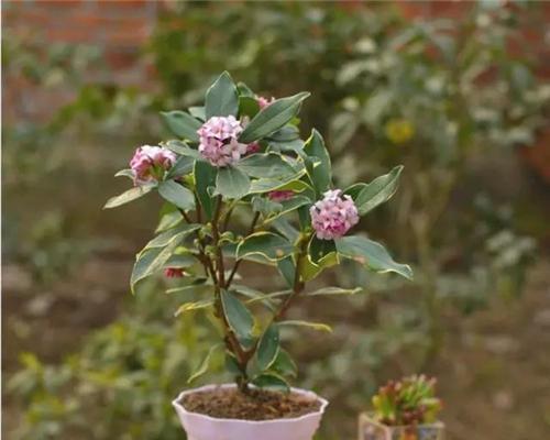 11月适合种植的花卉植物推荐（秋季花开正当时）