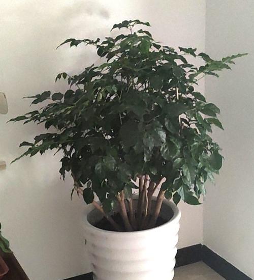 11月适合种植的花卉植物推荐（秋季花开正当时）