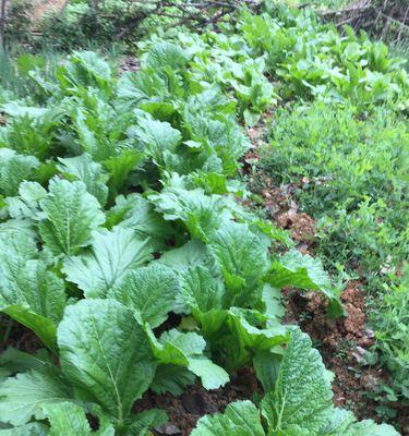 4月份适合种植的蔬菜有哪些（春季来临）