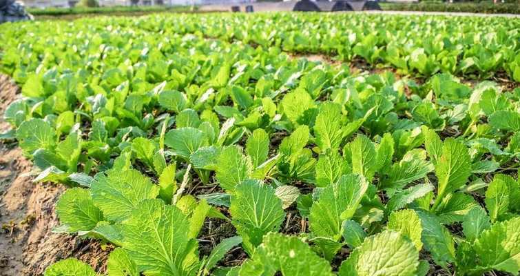 丰收季节，7月北方种植菜园必备蔬菜（夏季盛宴）