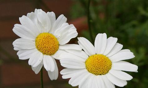 阿司匹林可以浇菊花吗（探讨阿司匹林对菊花的影响及使用注意事项）