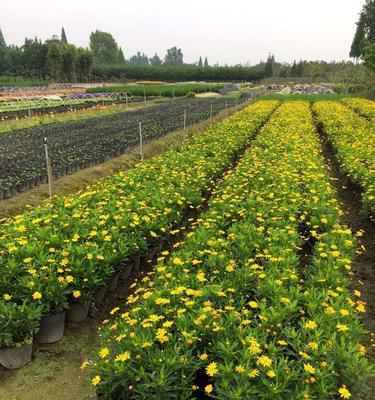 阿司匹林可以浇菊花吗（探讨阿司匹林对菊花的影响及使用注意事项）