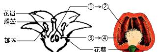 矮牵牛打顶时间及方法步骤（掌握矮牵牛打顶的关键）