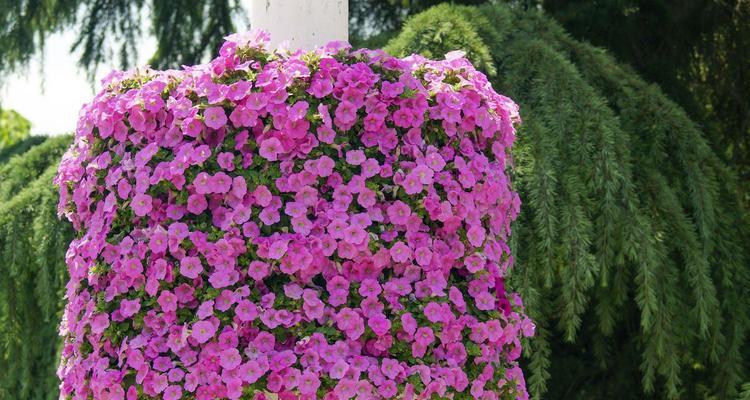 矮牵牛花种植全指南（一盆种几颗合适）