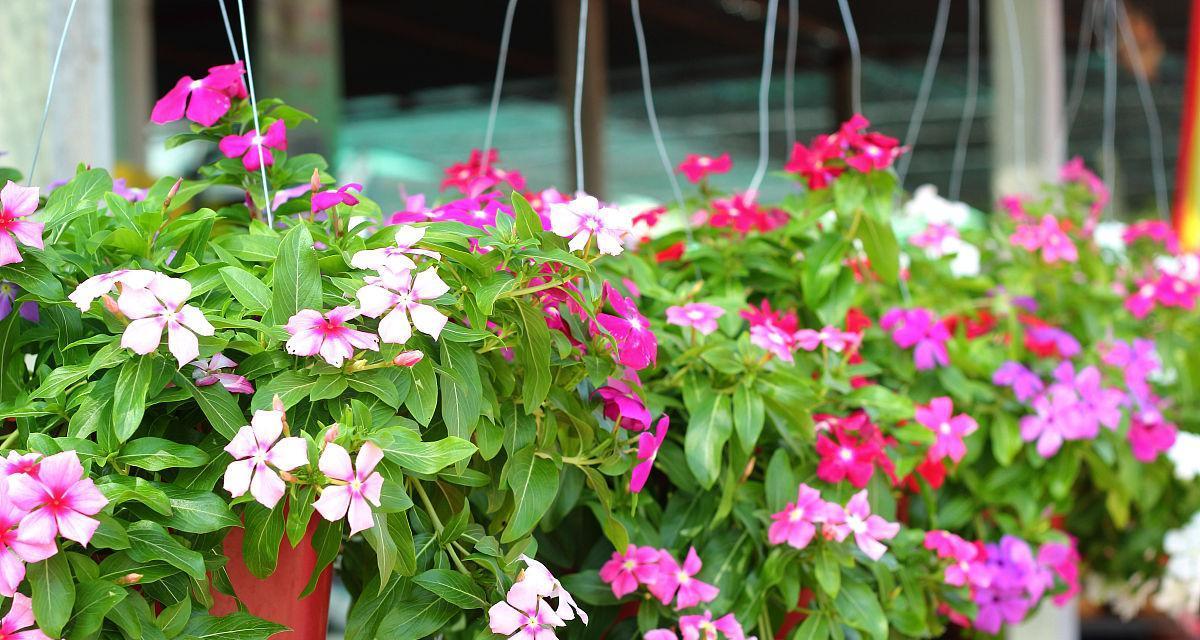 矮牵牛花开花时间及频率调查（了解矮牵牛的生态习性）