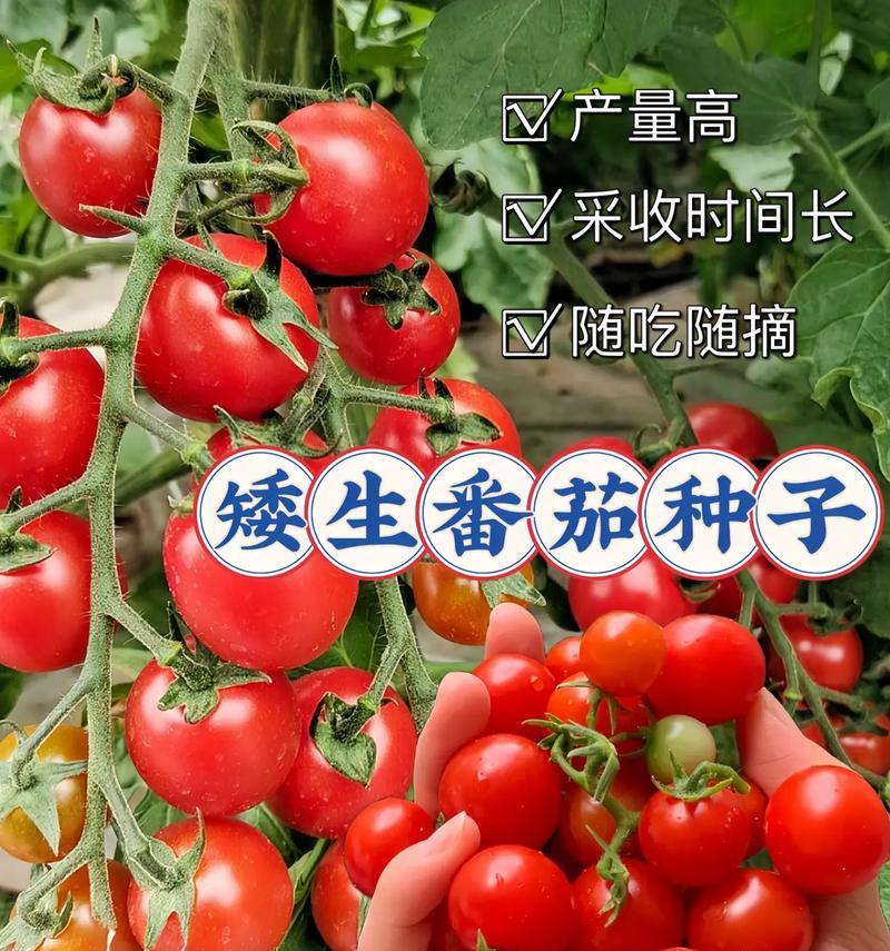 矮生小番茄种植全指南（从种子到收获）