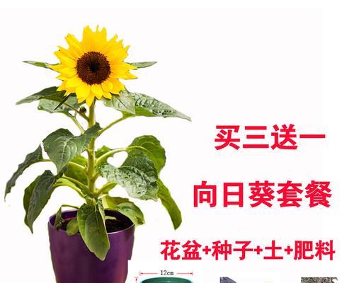 打造矮向日葵“小森林”（如何在一盆中种植多株矮向日葵）