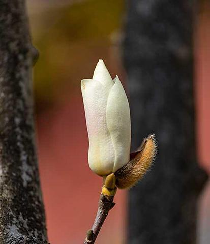 玉兰花的花语与意义（探寻玉兰花的深层内涵与象征意义）