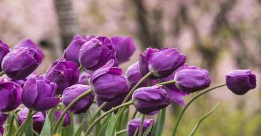 郁金香花语的隐含意义（解读郁金香的15种花语）