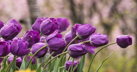 郁金香花语的深刻含义（解读郁金香花语）