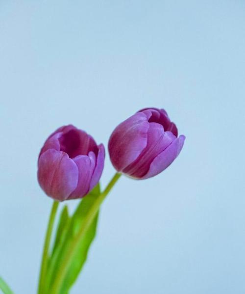 郁金香花语与寓意（深入解读郁金香花语）