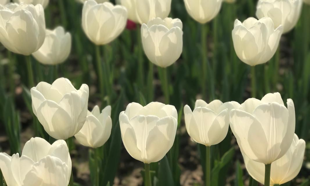 郁金香花语和寓意（解密郁金香的十二种寓意）