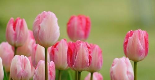 郁金香花语（探寻郁金香的花语及其深远寓意）