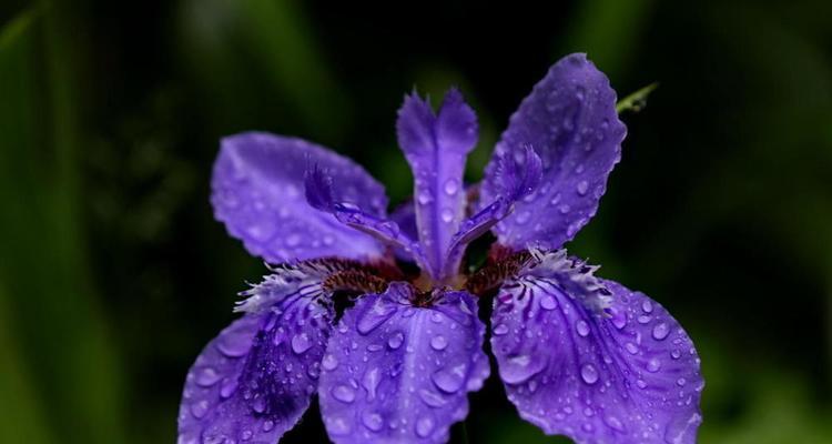 鸢尾花的寓意与送花对象选择（探索鸢尾花的花语及适合送给的人群）