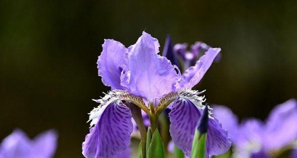 鸢尾花的隐藏花语（解读鸢尾花的隐含寓意与象征意义）