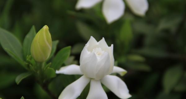 栀子花花语（栀子花的传情之道及其寓意）