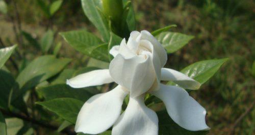 栀子花的花语与寓意（探寻栀子花的隐含含义）