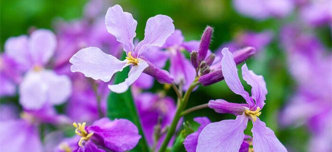 诸葛菜花语及寓意解读（以花之名）