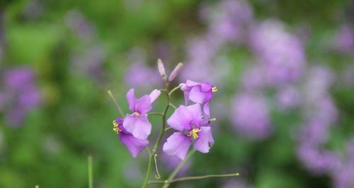 诸葛菜花语及寓意解读（以花之名）