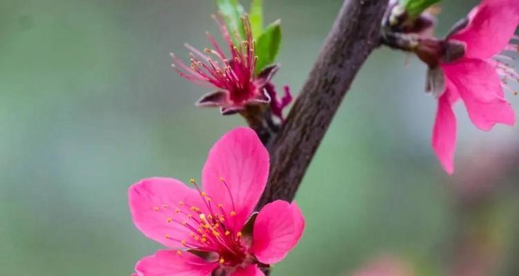 竹夹桃花之花语与含义（探索竹夹桃花的神秘花语以及传递的情感）