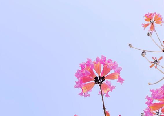 紫花风铃木花语之美丽与祝福（传递生命的奇迹与希望的使者）