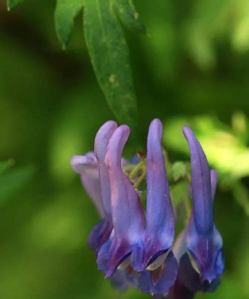 紫堇之恋——花语与传说（神秘而浪漫的紫堇花）