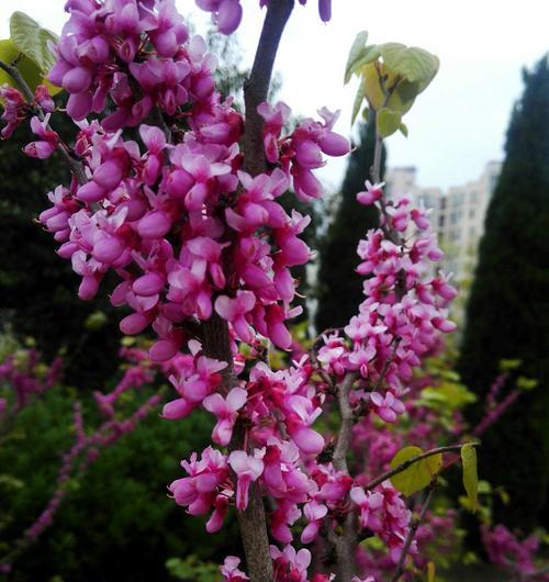 紫荆花的寓意与花语（探索紫荆花所传达的深刻含义）