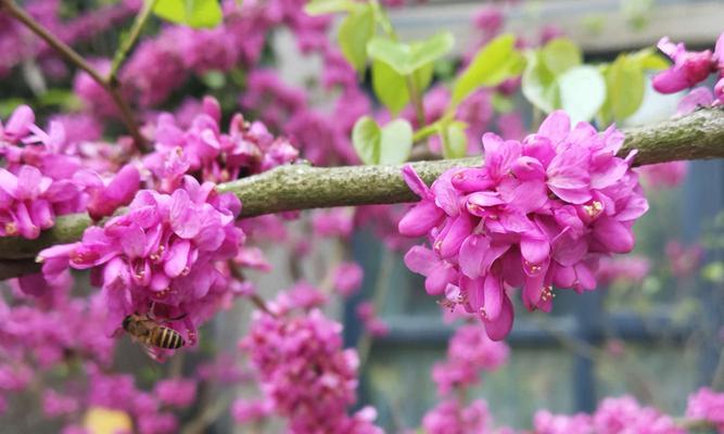 紫荆花的传说与花语（从古代神话到现代象征）