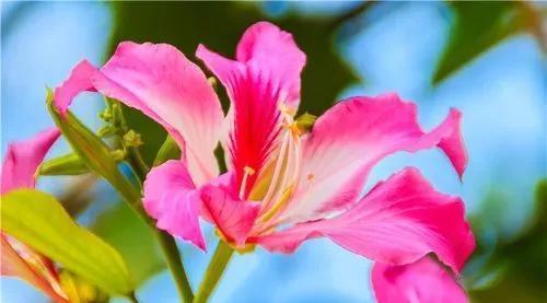 紫荆花的传说与花语（从古代神话到现代象征）