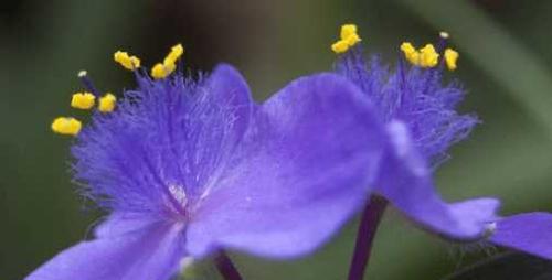 紫露草的花语及其深层寓意（探索紫露草的花语）