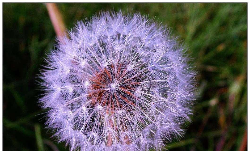 紫色小雏菊的花语和寓意（解读紫色小雏菊的神秘之美）