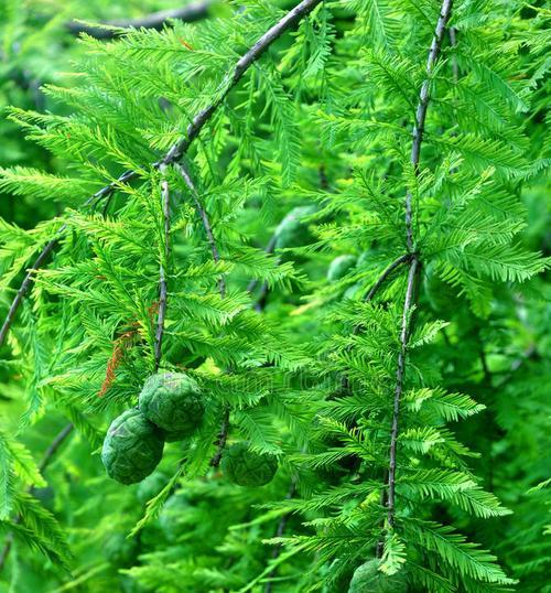 柏树究竟是落叶植物还是常绿植物（揭开柏树的神秘面纱）