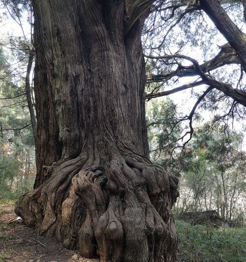 探秘神奇的柏树（了解柏树的基本情况和生态特征）