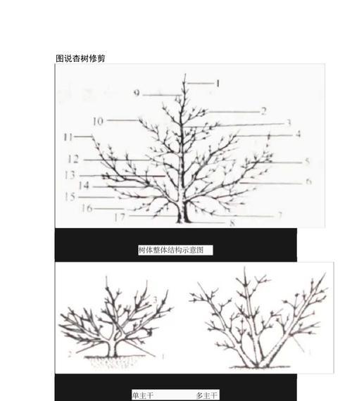 斑叶竹节秋海棠修剪方法（打造精美花园的秘密）