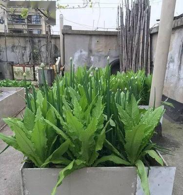 板结土适合种植什么植物（探究板结土的特点和适应植物种类）